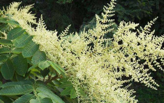 海南有五倍子花嗎(五倍子什么時(shí)候開(kāi)花) 海南有五倍子花嗎(五倍子什么時(shí)候開(kāi)花)