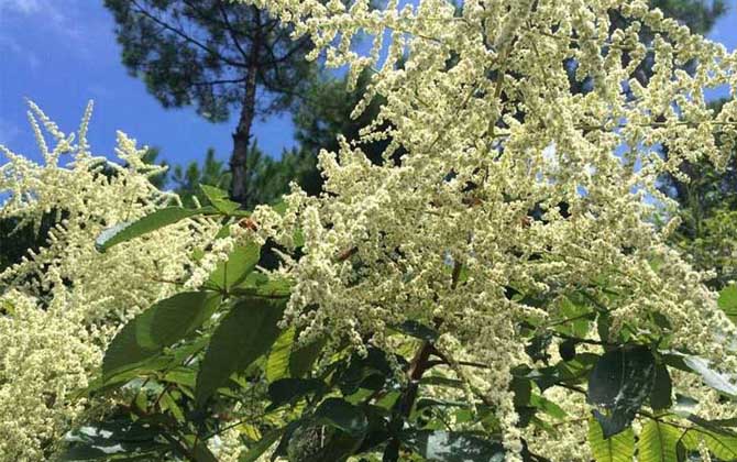 海南有五倍子花嗎(五倍子什么時(shí)候開(kāi)花) 海南有五倍子花嗎(五倍子什么時(shí)候開(kāi)花)