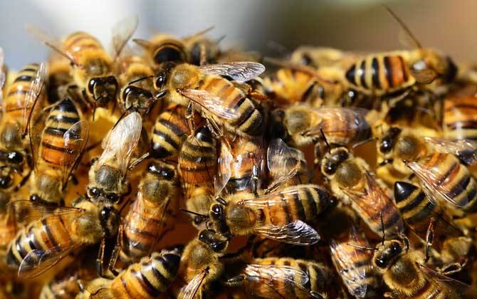 工蜂產卵和蜂王產卵的區別(新手養蜂方法) 工蜂產卵和蜂王產卵的區別(新手養蜂方法)