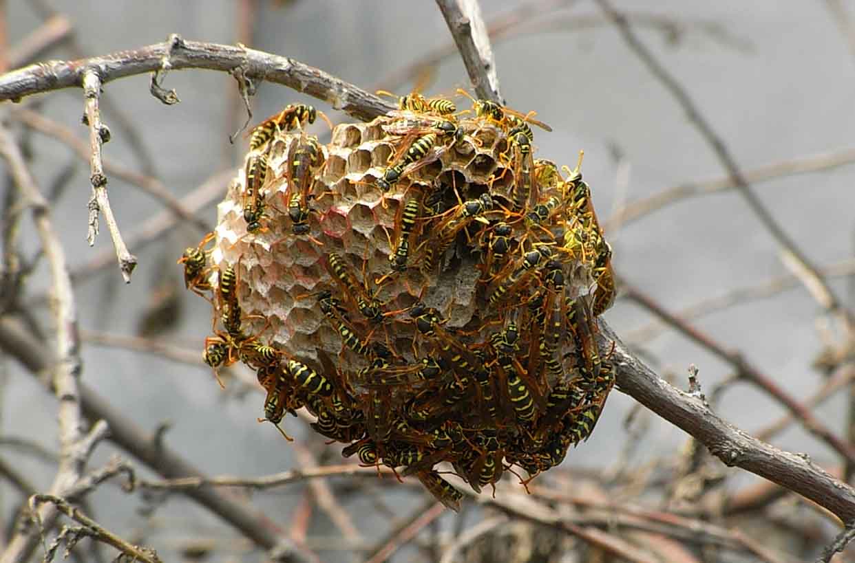 馬蜂窩價格多少錢一斤? 馬蜂窩價格多少錢一斤?