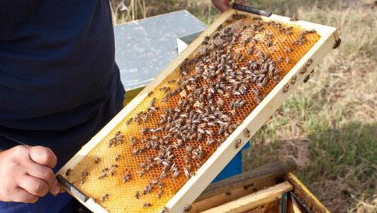 換新王后會分蜂嗎 換新王后會分蜂嗎