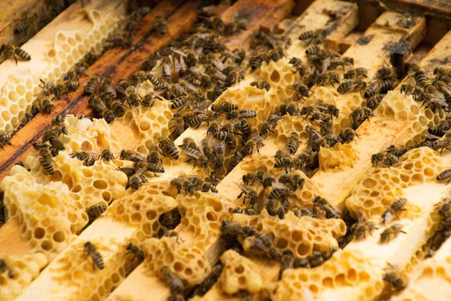 新蜂王出臺后多久分蜂(蜂王出房后的分蜂時間) 新蜂王出臺后多久分蜂(蜂王出房后的分蜂時間)