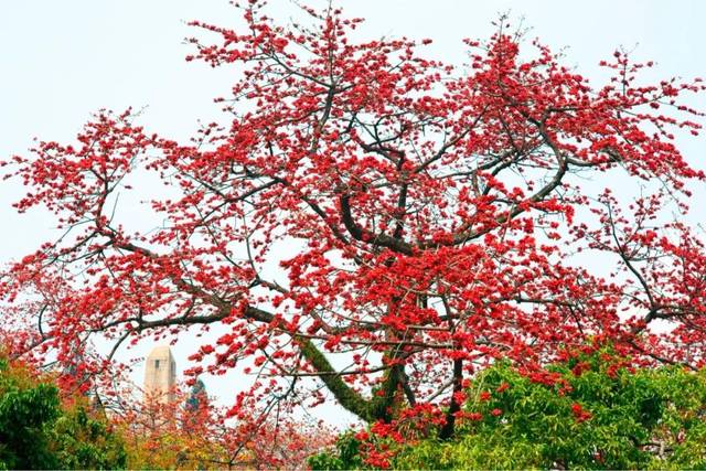 海南蜜源植物的開花時間（南方蜜源植物花期報）
