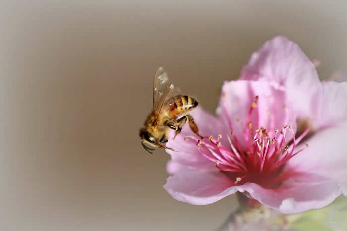 如何控制自然分蜂？