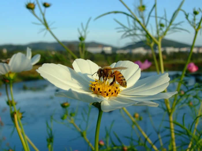 如何控制自然分蜂？