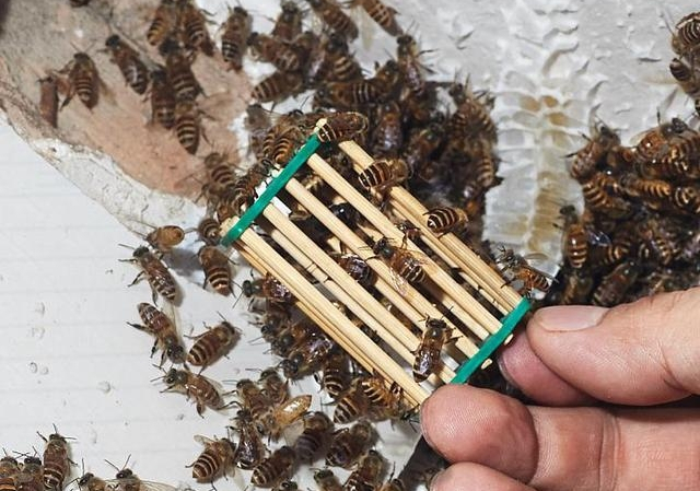 失王后幾天放入新王合適(失王多久可以介王) 失王后幾天放入新王合適(失王多久可以介王)