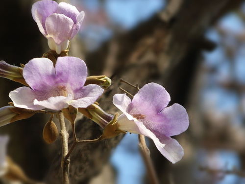 桐樹花泡腳有什么好處(桐樹花的功效與作用) 桐樹花泡腳有什么好處(桐樹花的功效與作用)
