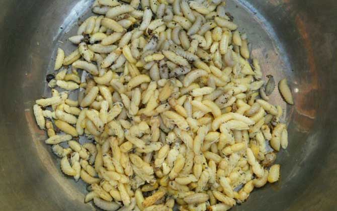 蜂蛹和生蠔可以一起吃嗎(蜂蛹不能和什么一起吃) 蜂蛹和生蠔可以一起吃嗎(蜂蛹不能和什么一起吃)