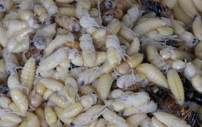 蜂蛹和生蠔可以一起吃嗎(蜂蛹不能和什么一起吃) 蜂蛹和生蠔可以一起吃嗎(蜂蛹不能和什么一起吃)