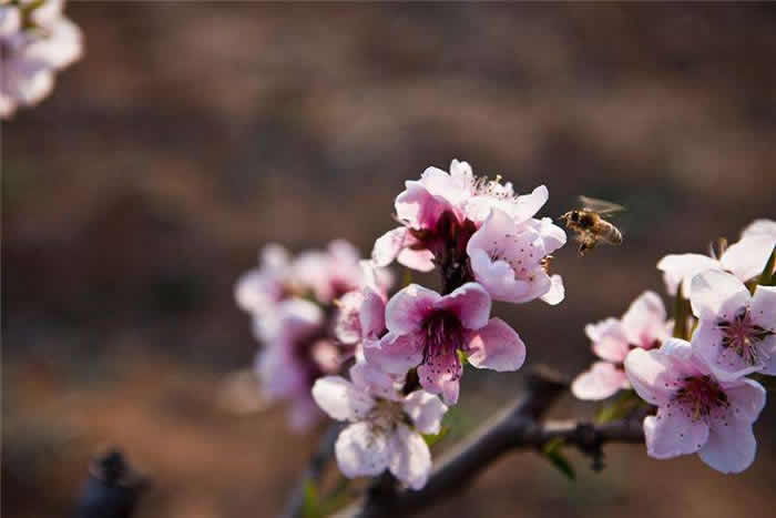 中蜂什么時候開始秋繁？