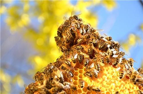 蜜蜂采蜜回巢是直線飛行嗎（蜜蜂是不是裝滿蜜就直線回巢？）