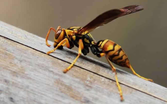 胡蜂真的能蟄死人嗎? 胡蜂
