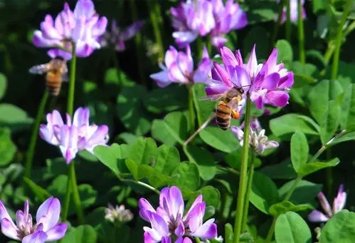 紫云英蜂蜜適合什么人(適合紫云英蜂蜜的幾大人群) 紫云英蜂蜜適合什么人(適合紫云英蜂蜜的幾大人群)