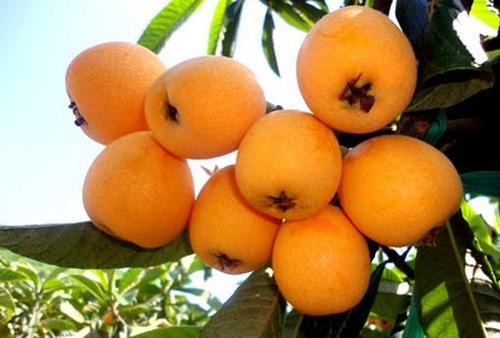 枇杷蜂蜜的做法腌制配方(枇杷泡蜂蜜的制作方法) 枇杷蜂蜜的做法腌制配方(枇杷泡蜂蜜的制作方法)