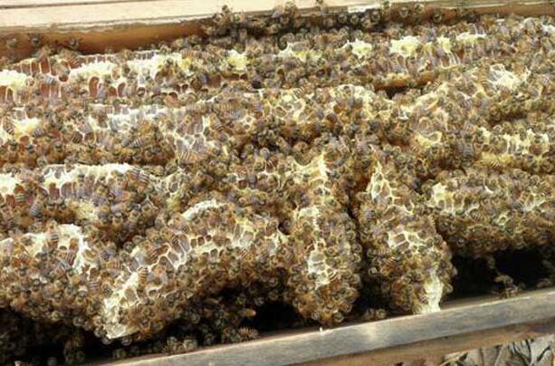 蜜蜂巢脾發霉怎么處理(蜜蜂巢脾會發霉么) 蜜蜂巢脾發霉怎么處理(蜜蜂巢脾會發霉么)