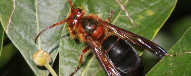 中國大虎頭蜂一般筑巢在哪里（大虎頭蜂怎么挑選地方筑巢）