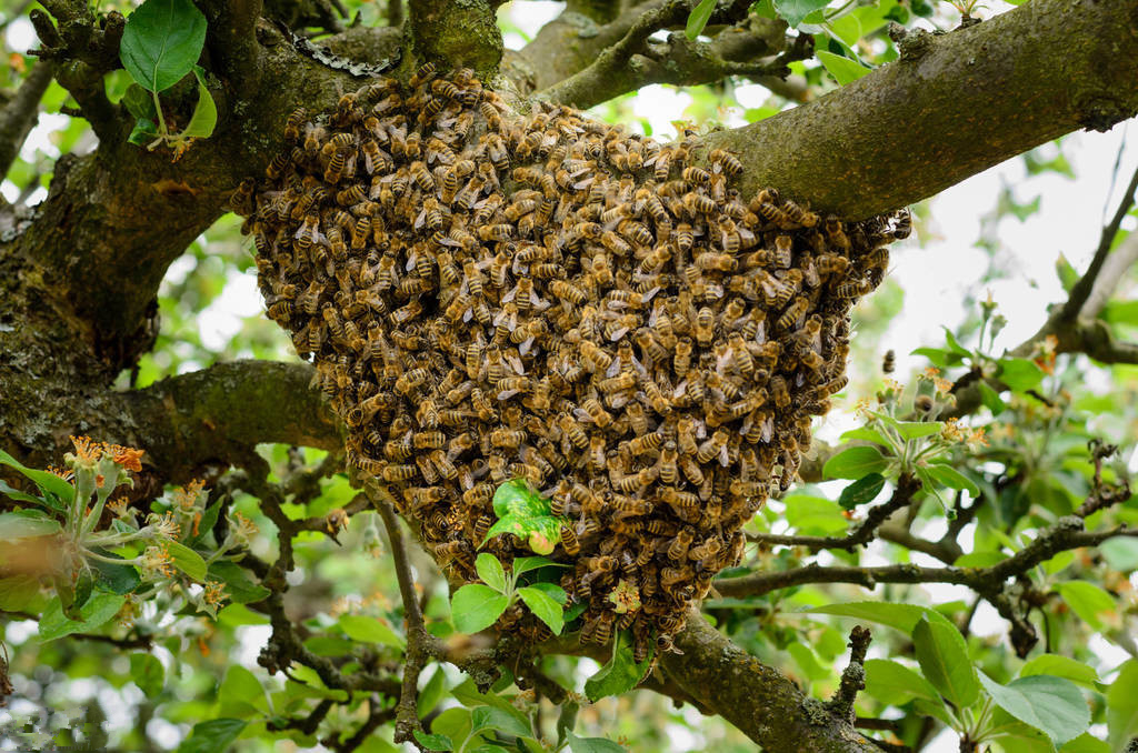 蜂王出殼多久會發生二次分蜂 蜂王出殼多久會發生二次分蜂