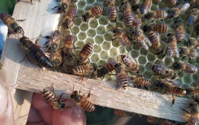 春繁養蜂如何加脾(蜜蜂春繁加脾規律有哪些) 春繁養蜂如何加脾(蜜蜂春繁加脾規律有哪些)