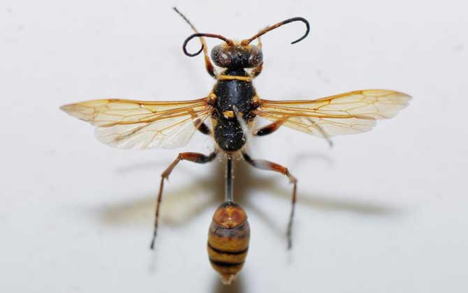 細腰蜂是蜜蜂嗎 細腰蜂細腰蜂是蜜蜂嗎