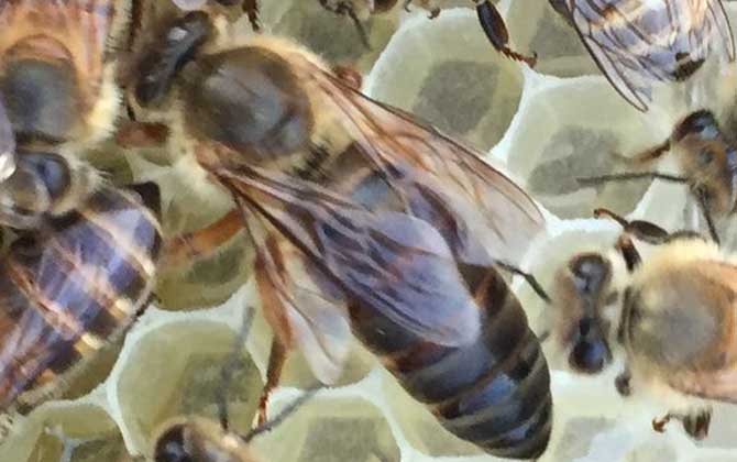 蜜蜂冬天一天喂幾次糖(冬天蜜蜂多久喂一次糖) 蜜蜂冬天一天喂幾次糖(冬天蜜蜂多久喂一次糖)