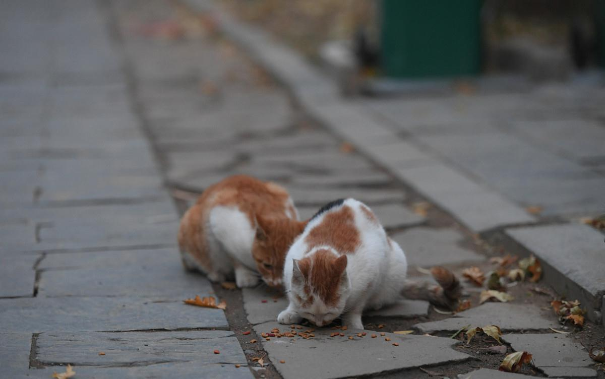 貓交配時為啥會撕心裂肺地嚎叫 貓在發情期時,為什么會發出嚎叫聲?