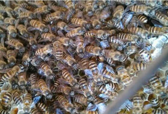 養(yǎng)蜜蜂怎么防止螞蟻(蜂箱怎么防螞蟻最有效的方法) 養(yǎng)蜜蜂怎么防止螞蟻(蜂箱怎么防螞蟻最有效的方法)