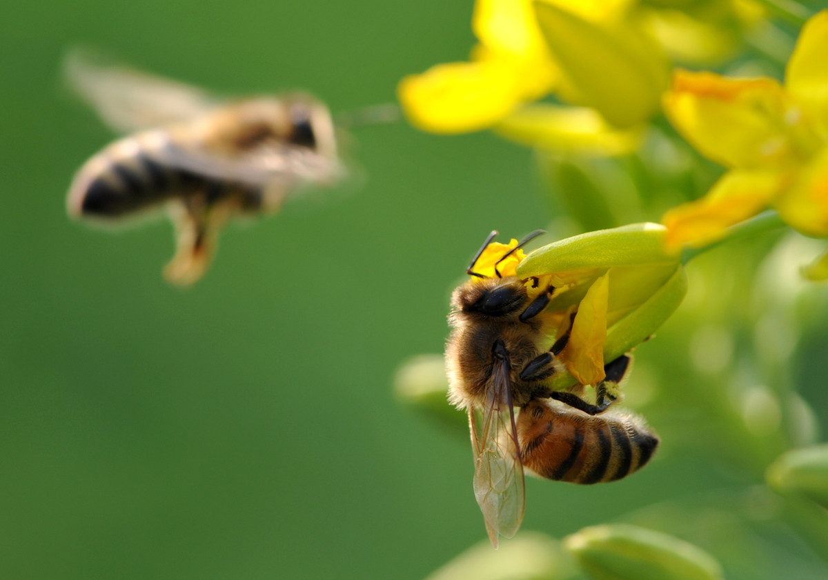 新手養蜂什么季節開始(新手養蜂最好什么時候養) 新手養蜂什么季節開始(新手養蜂最好什么時候養)