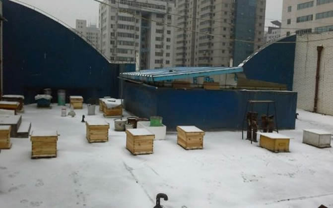 陽臺養蜂 陽臺養蜂