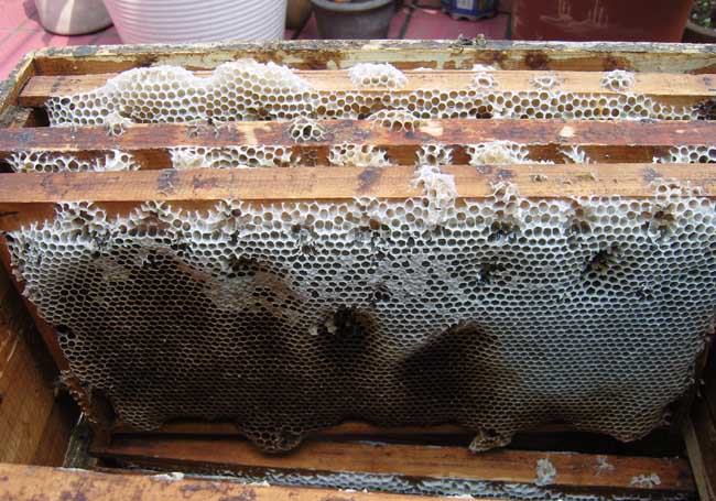 蜜蜂巢脾間距是多少(巢脾間距多大合適) 蜜蜂巢脾間距是多少(巢脾間距多大合適)