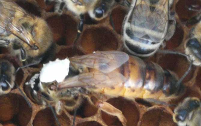 春繁蜜蜂怎么起群(春繁蜜蜂怎么樣做起群快) 春繁蜜蜂怎么起群(春繁蜜蜂怎么樣做起群快)