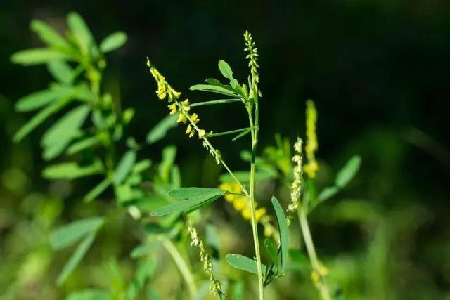 草木犀是蜜源植物嗎(草木犀的花期和常見種類) 草木犀是蜜源植物嗎(草木犀的花期和常見種類)