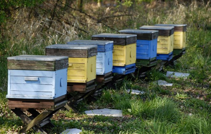 多少脾蜂才能分蜂(中蜂養(yǎng)殖,如何給蜜蜂分蜂) 多少脾蜂才能分蜂(中蜂養(yǎng)殖,如何給蜜蜂分蜂)