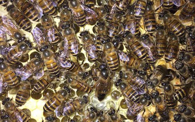 新蜂王和老蜂王怎么識別(新蜂王和老蜂王的對比) 新蜂王和老蜂王怎么識別(新蜂王和老蜂王的對比)