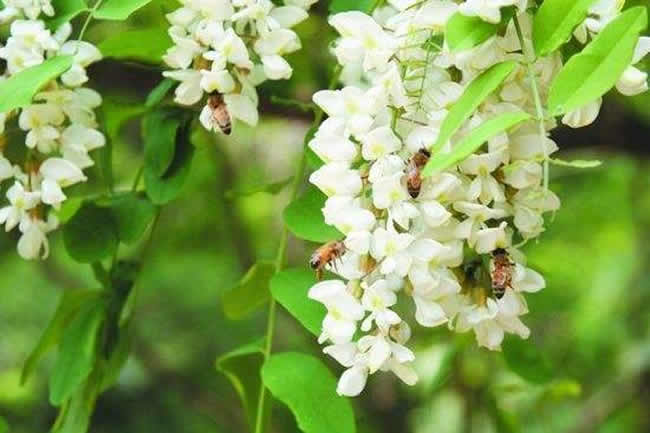 【蜜蜂養殖】一箱意蜂洋槐花期能產多少蜜? 一箱意蜂洋槐花期能產多少蜜?