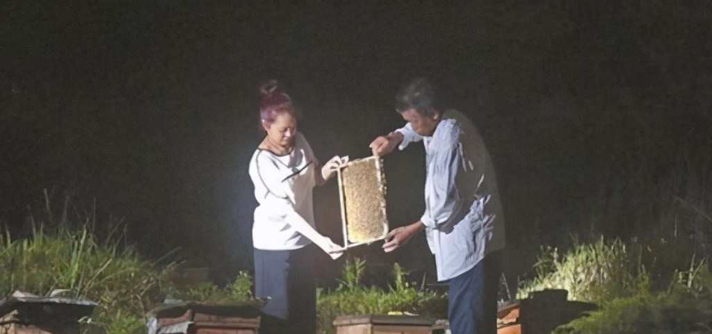 中蜂換蜂場什么時間好(中蜂轉場最佳時間) 中蜂換蜂場什么時間好(中蜂轉場最佳時間)