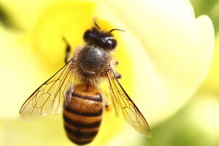 養(yǎng)殖蜜蜂需要什么設備(蜜蜂養(yǎng)殖都有哪些工具) 養(yǎng)殖蜜蜂需要什么設備(蜜蜂養(yǎng)殖都有哪些工具)