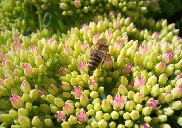 自己能種植的蜜源植物(蜜源植物大全) 自己能種植的蜜源植物(蜜源植物大全)