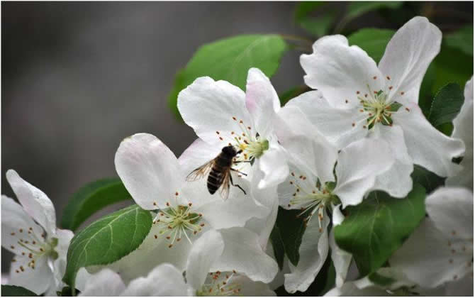 分蜂熱是怎么產生的？