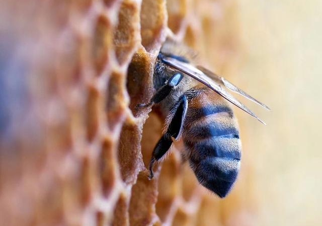 大蜂場是怎么養蜂的(大型養蜂場是如何飼喂蜂群的) 大蜂場是怎么養蜂的(大型養蜂場是如何飼喂蜂群的)