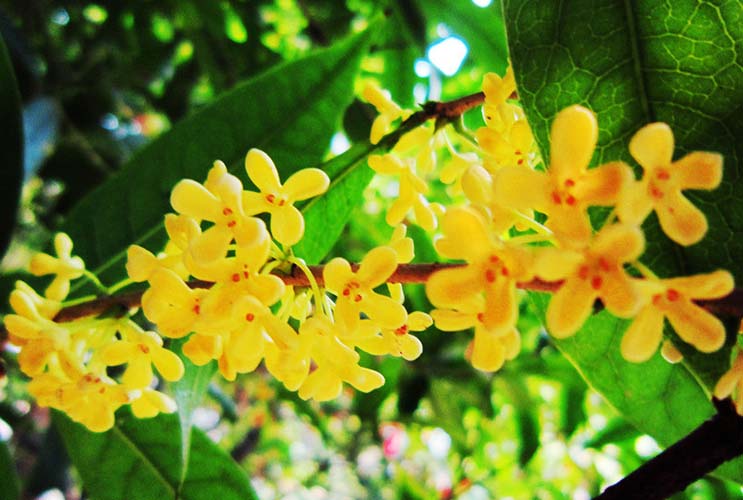 木犀科主要蜜源植物(一文了解木犀科代表植物) 木犀科主要蜜源植物(一文了解木犀科代表植物)