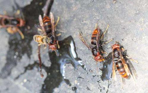 中國大虎頭蜂藥用是什么（大虎頭蜂藥用的功效）