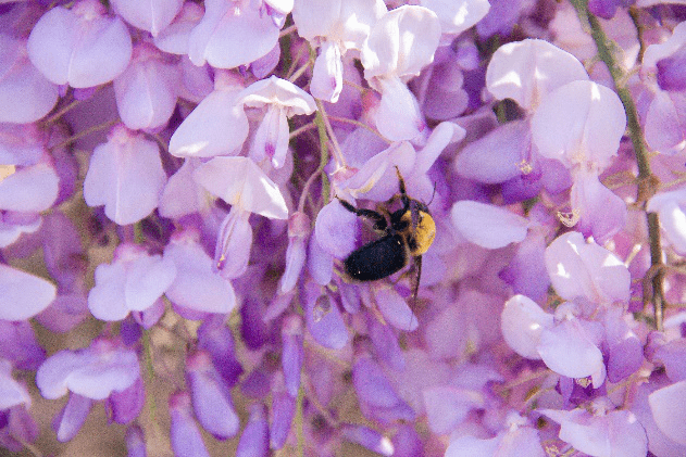 養蜂種什么花蜜源最好?(蜜源植物種植技巧) 養蜂種什么花蜜源最好?(蜜源植物種植技巧)