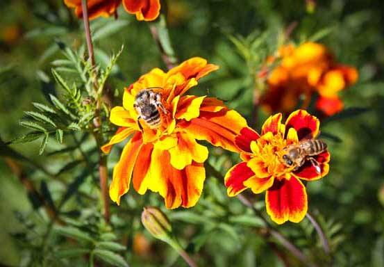 【蜜蜂養(yǎng)殖】意蜜蜂養(yǎng)殖技術(shù)及注意事項 意蜜蜂養(yǎng)殖技術(shù)及注意事項