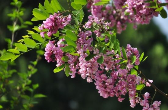 【蜜蜂養(yǎng)殖】意蜜蜂養(yǎng)殖技術(shù)及注意事項