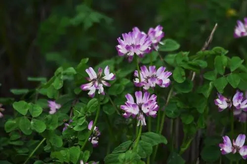 紫云英的種植方法和時間(紫云英如何播種以及藥用價值) 紫云英的種植方法和時間(紫云英如何播種以及藥用價值)