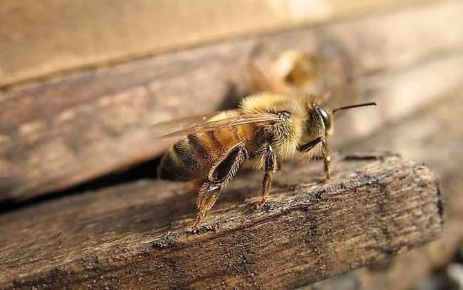蜜蜂中毒了怎么辦 蜜蜂中毒了怎么辦