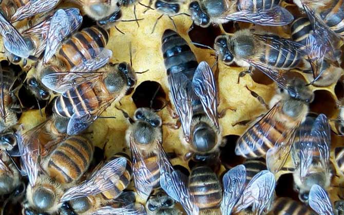 阿壩中蜂能在河南養(yǎng)嗎(阿壩蜜蜂在南方可以養(yǎng)嗎) 阿壩中蜂能在河南養(yǎng)嗎(阿壩蜜蜂在南方可以養(yǎng)嗎)