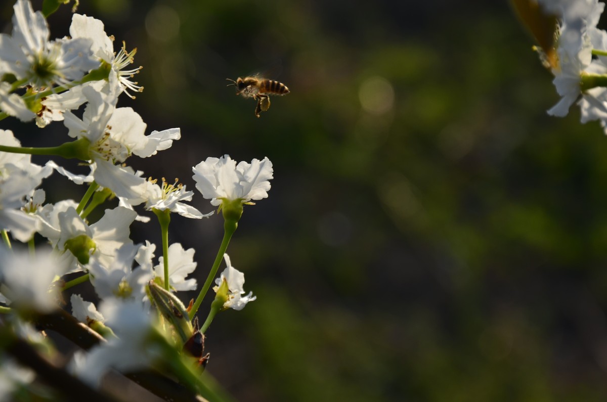 蘋果樹什么時(shí)候開花(北方的重要蜜源植物) 蘋果樹什么時(shí)候開花(北方的重要蜜源植物)