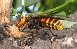 胡蜂離開蜂巢能活多長時間(胡蜂離開了蜂巢還能活多久) 胡蜂離開蜂巢能活多長時間(胡蜂離開了蜂巢還能活多久)