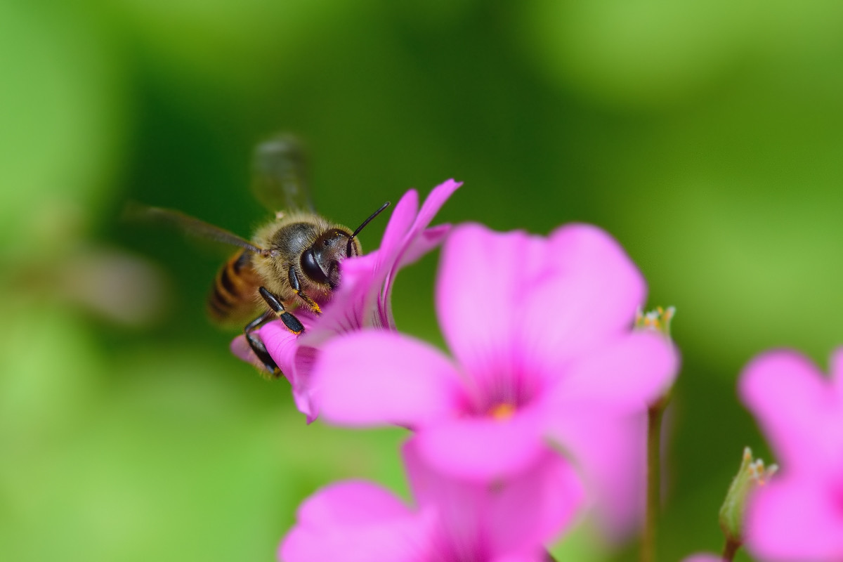 大蜂螨的特點與防治方法(大蜂螨怎么治效果最好) 大蜂螨的特點與防治方法(大蜂螨怎么治效果最好)